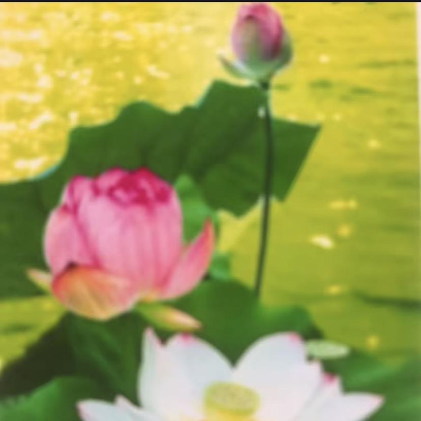 健康平安顺利lbz