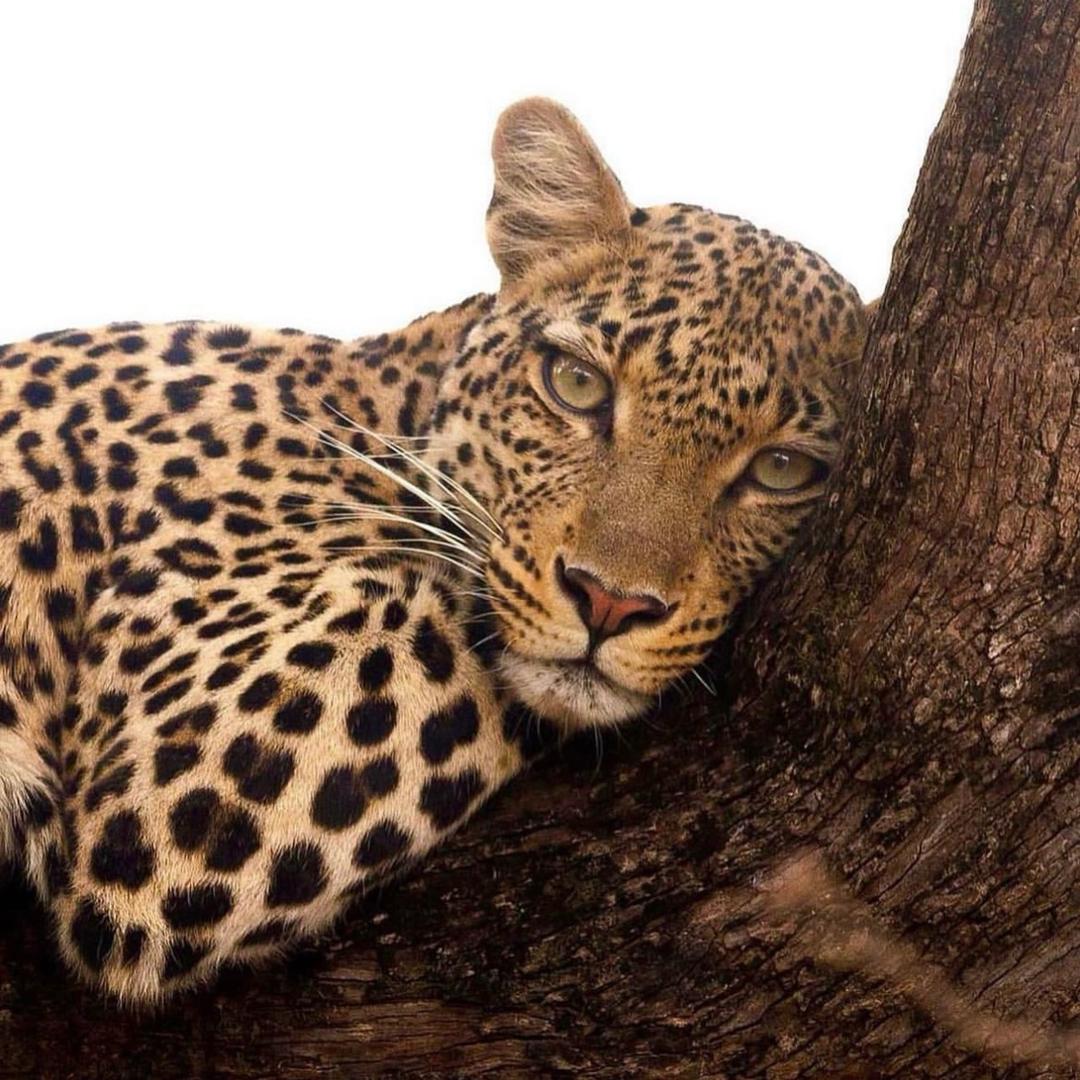 艾冉🐆