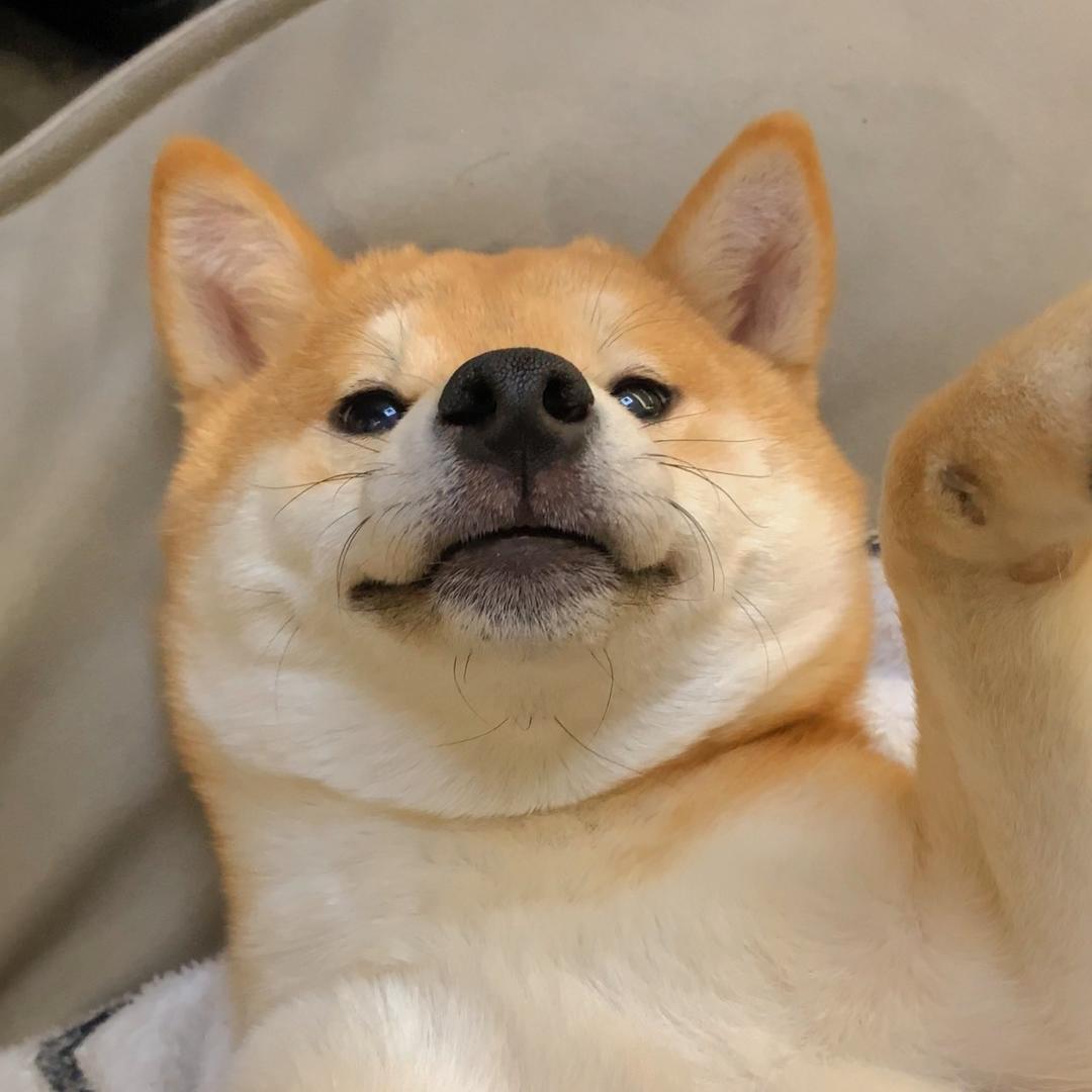 demo爱睡觉