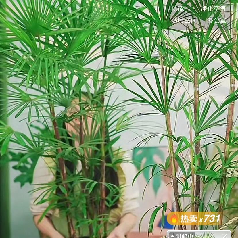 花卉三号