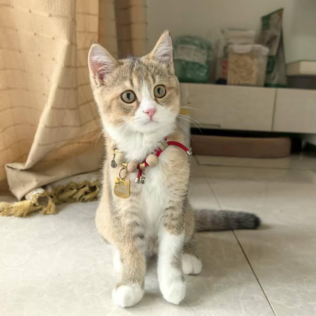 🌸爱吃香菜的王建国🐱