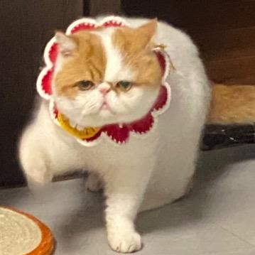 土拨鼠