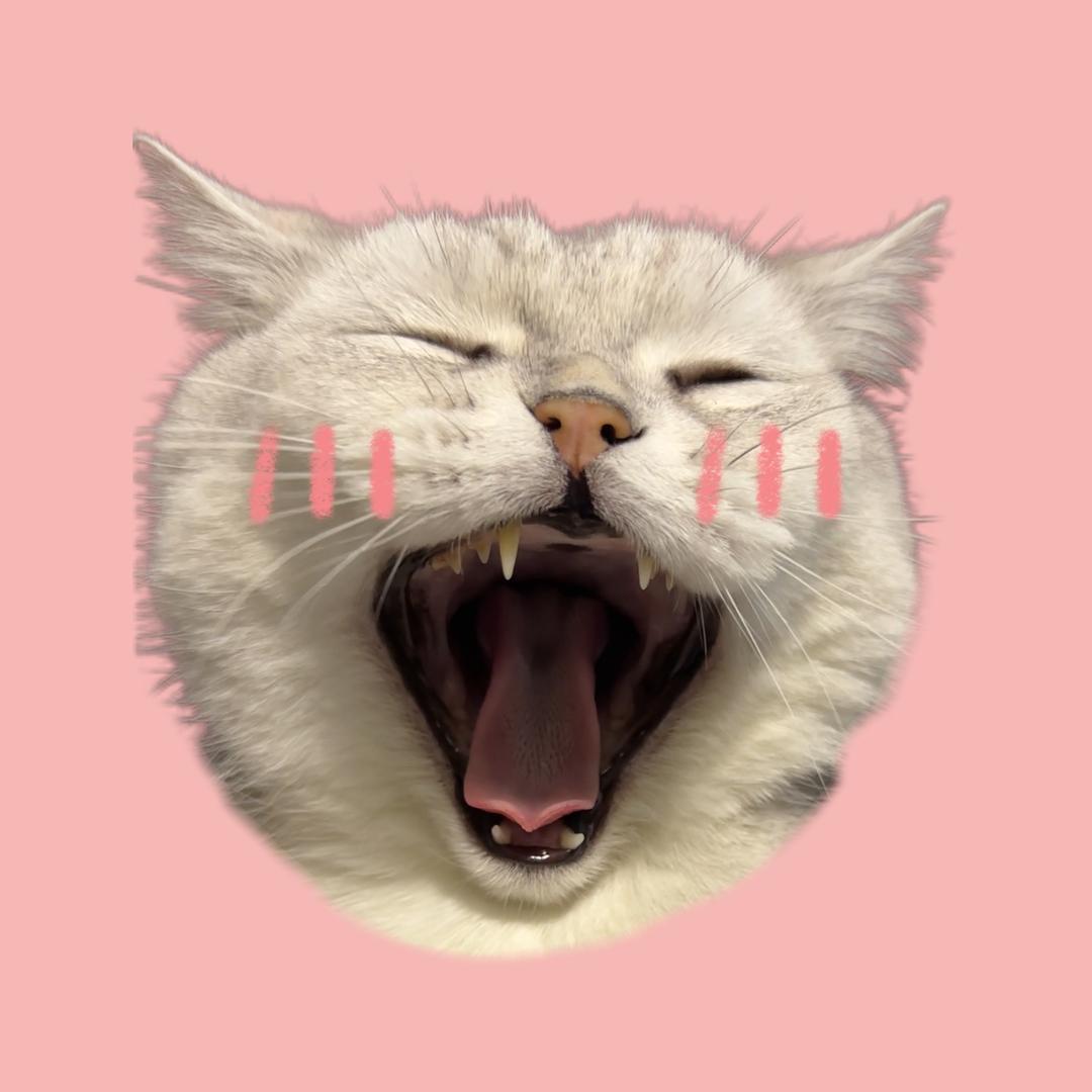 咩总养宠有一套（育猫好物种草版）