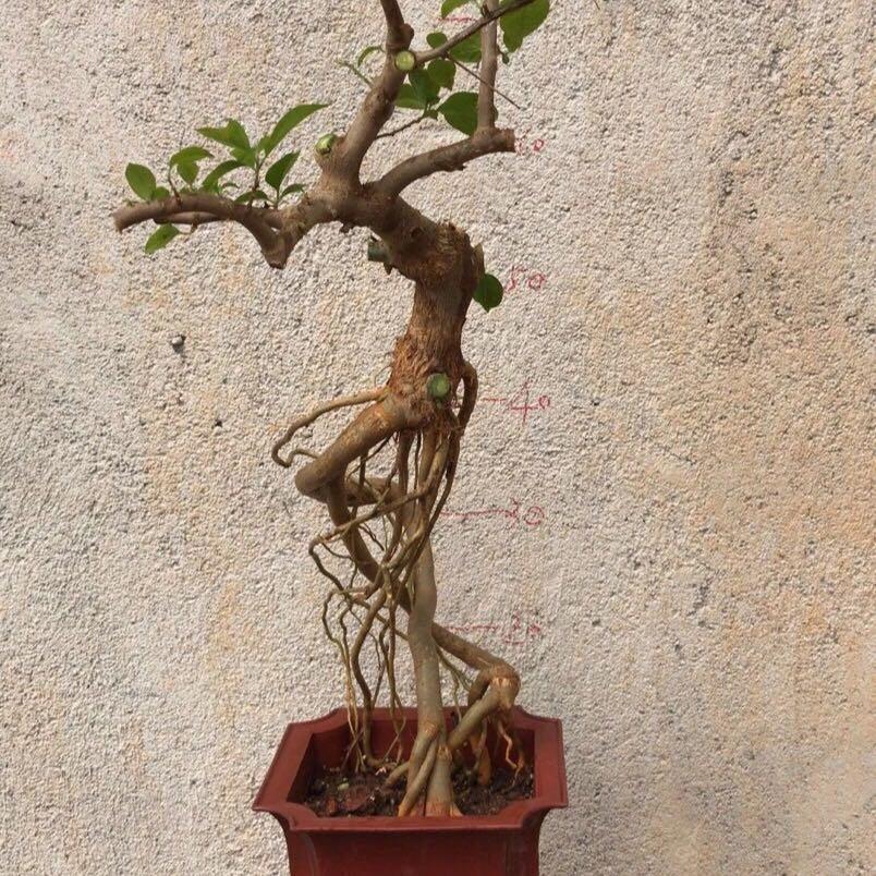 巧儿园艺场