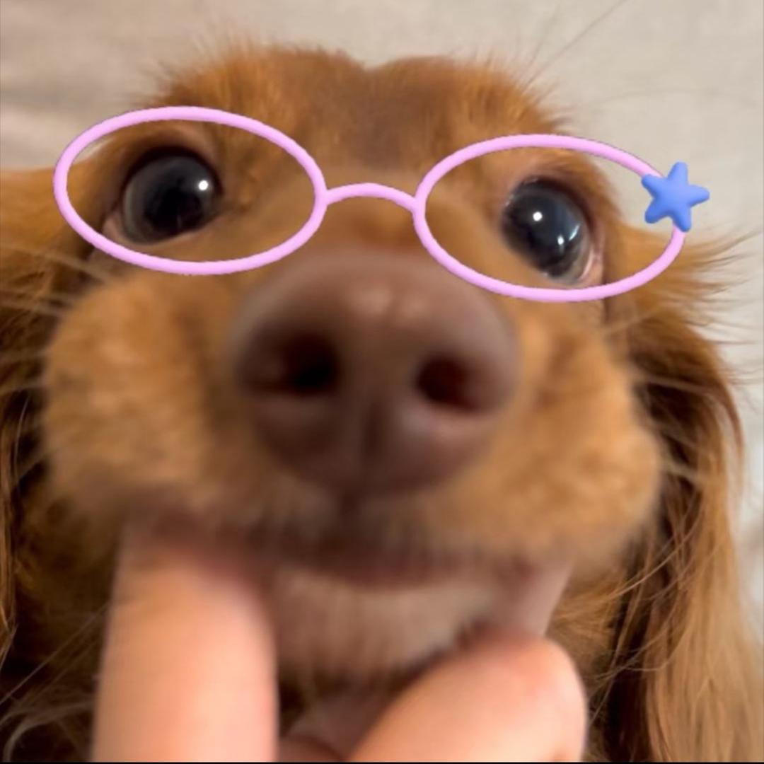 🐕‍🦺