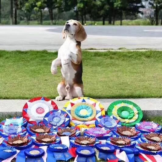 成都永康比格犬