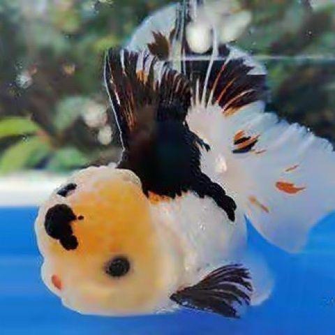 廖师傅