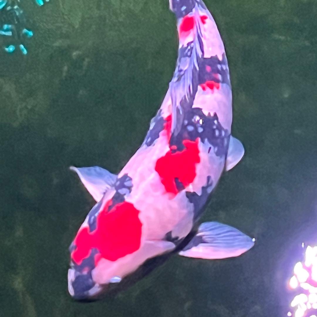 真佛鲤