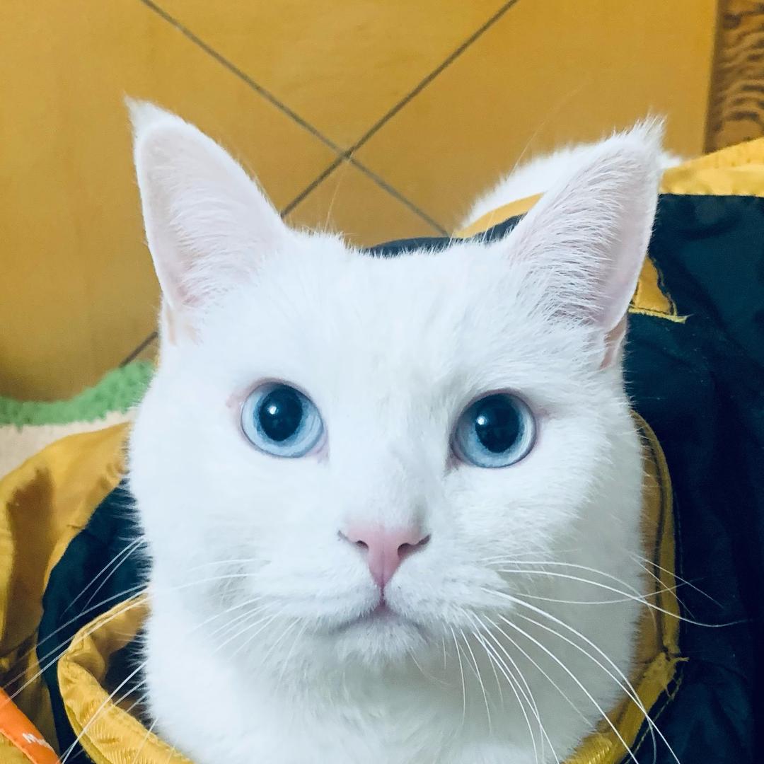行走的光