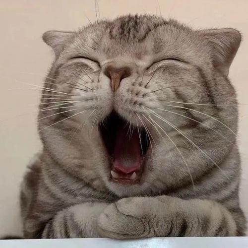 公主和猫咪们
