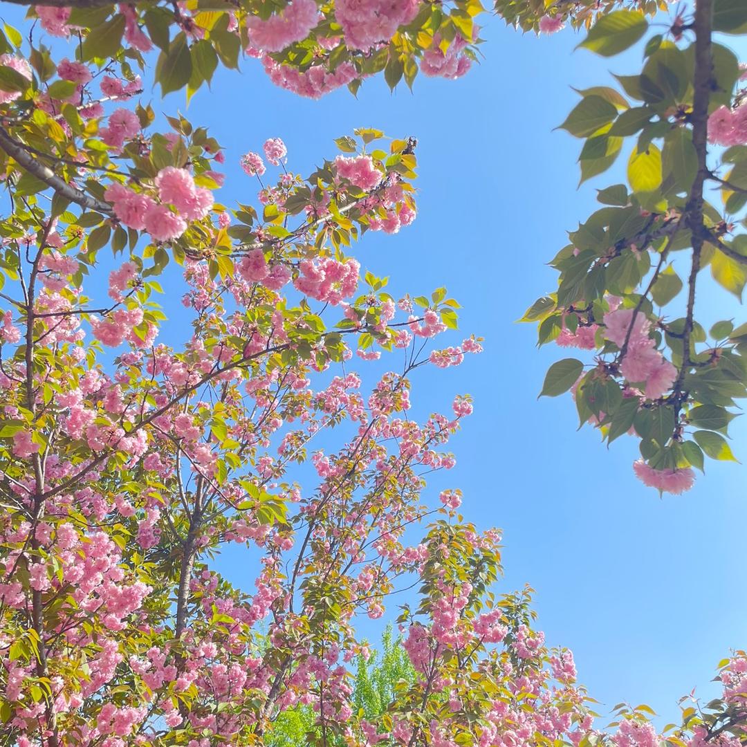 花海与鱼🌈