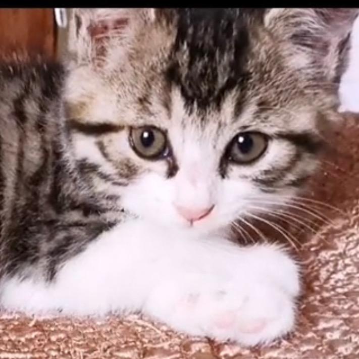 猫咪公主