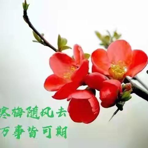 方雅枝