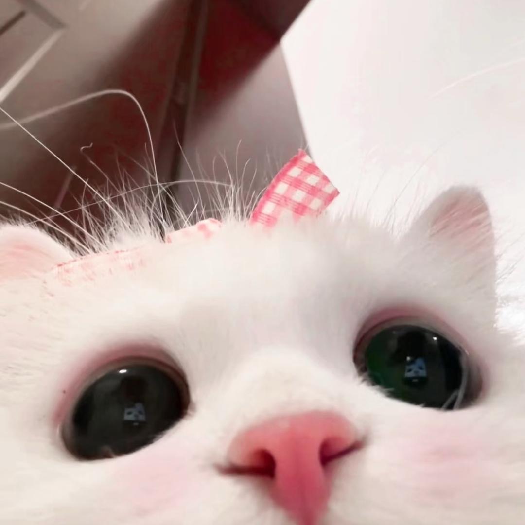 桐桐大王