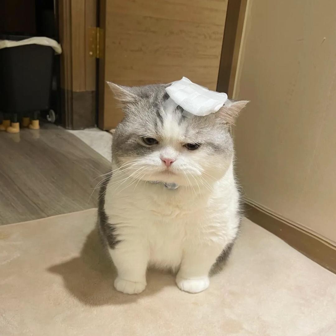 嘻嘻