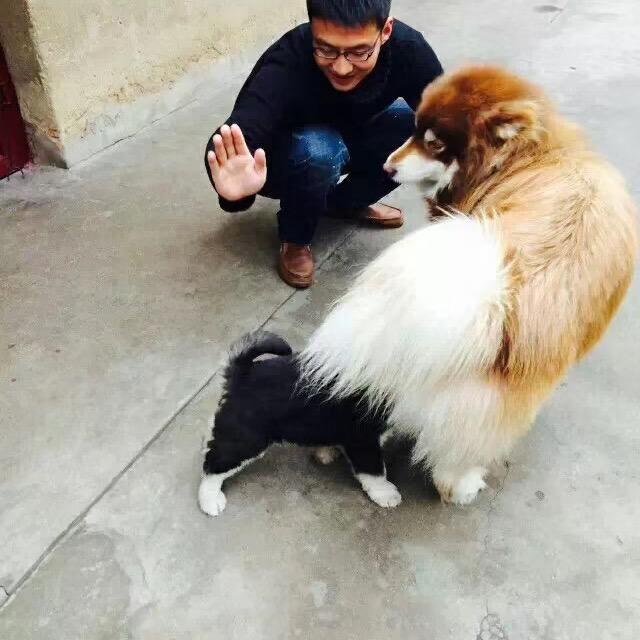 肥 龙家萌宠。