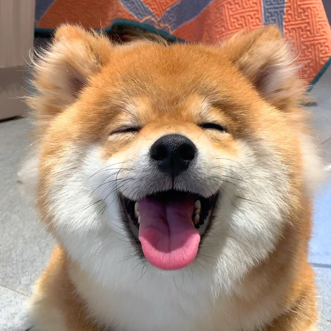 墨戈宠物笼子
