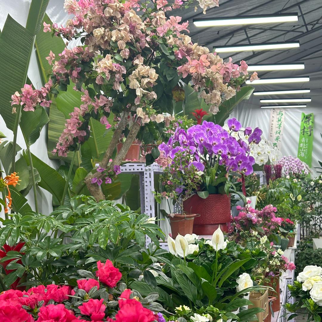 视觉绿植林姐
