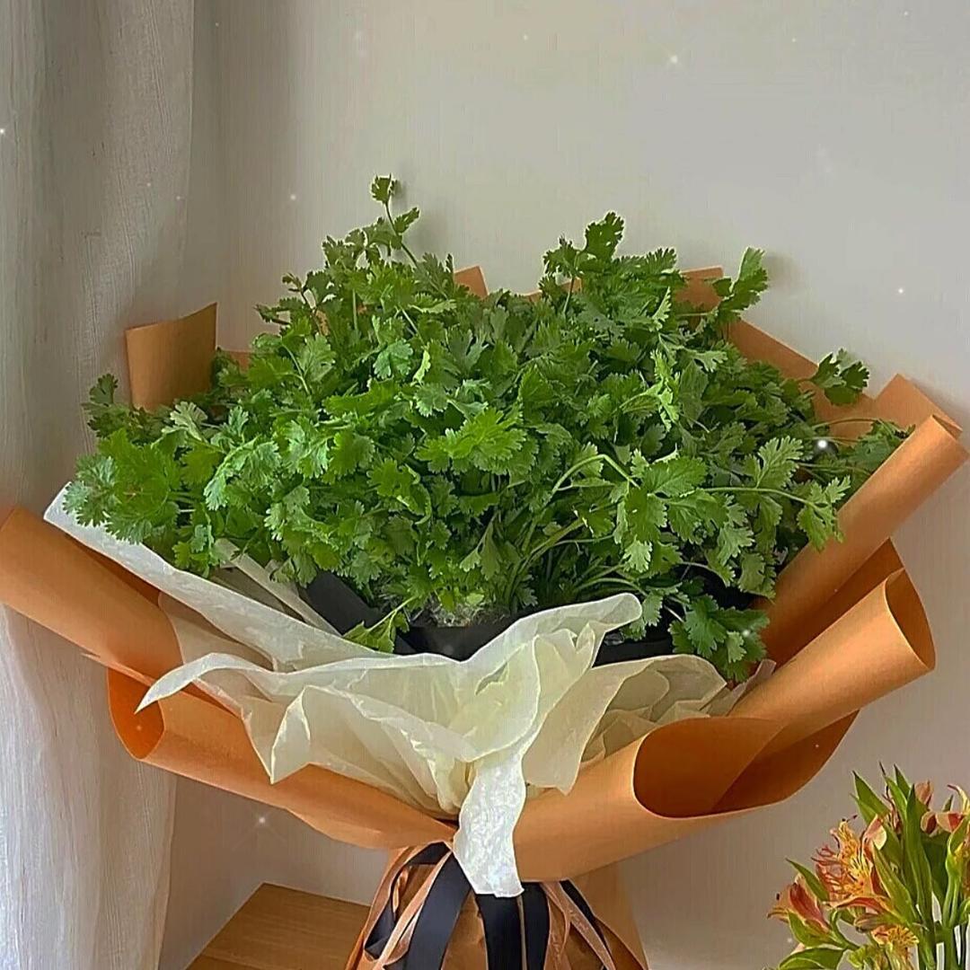 香菜琳