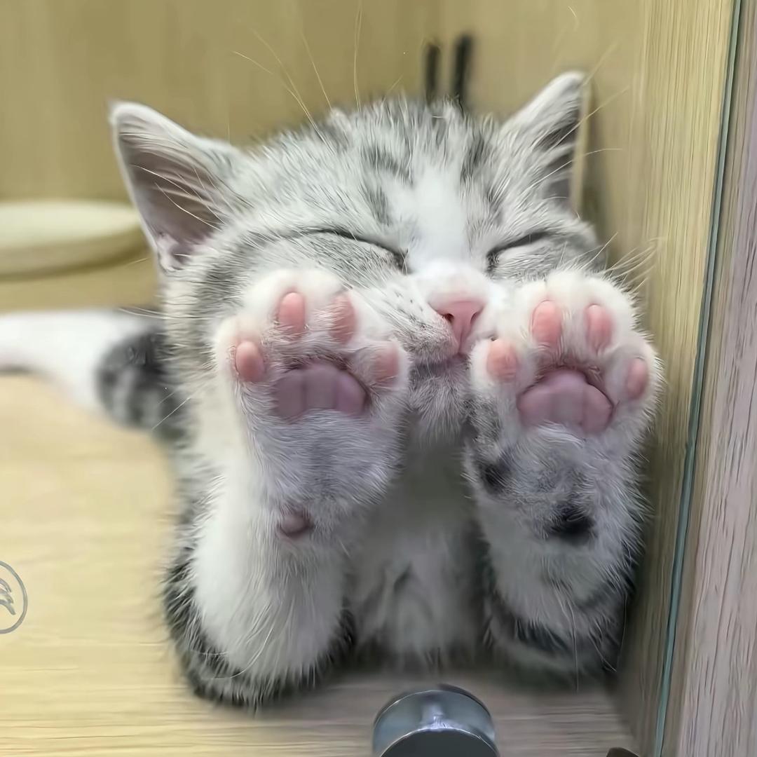猫咪羊