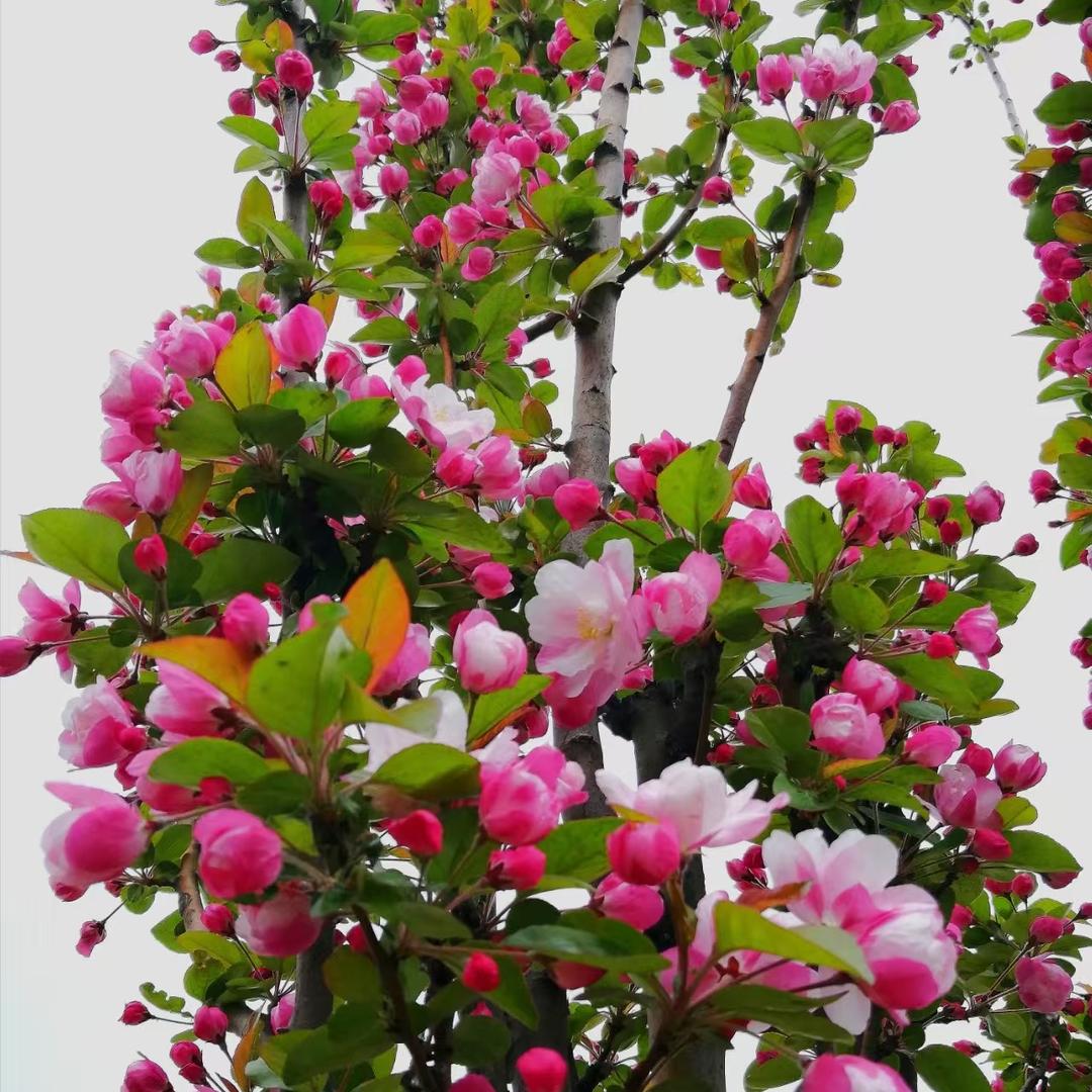 风源景花卉