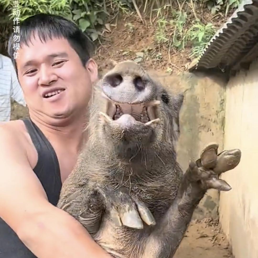 阿潘野猪养殖阿潘野猪养殖