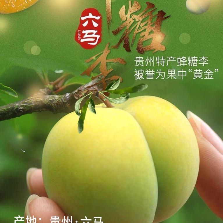 镇宁六马开林蜂糖李