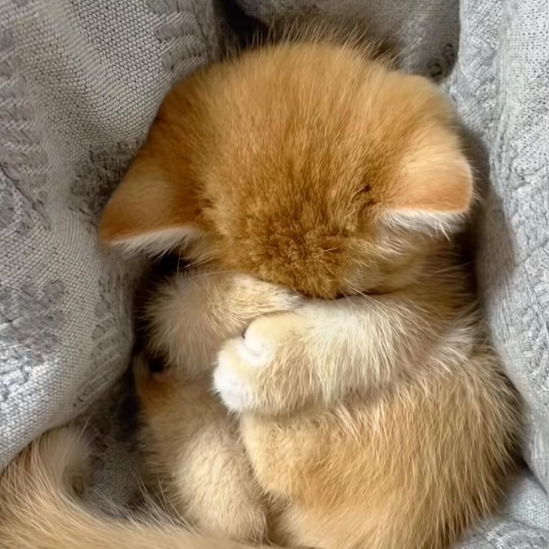 恋姐癖