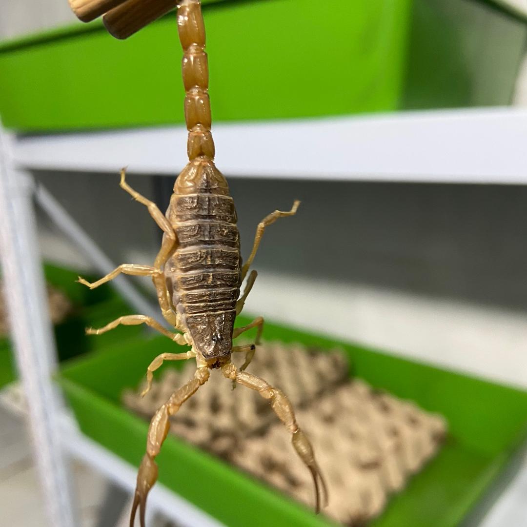 高老庄虫蝎养殖
