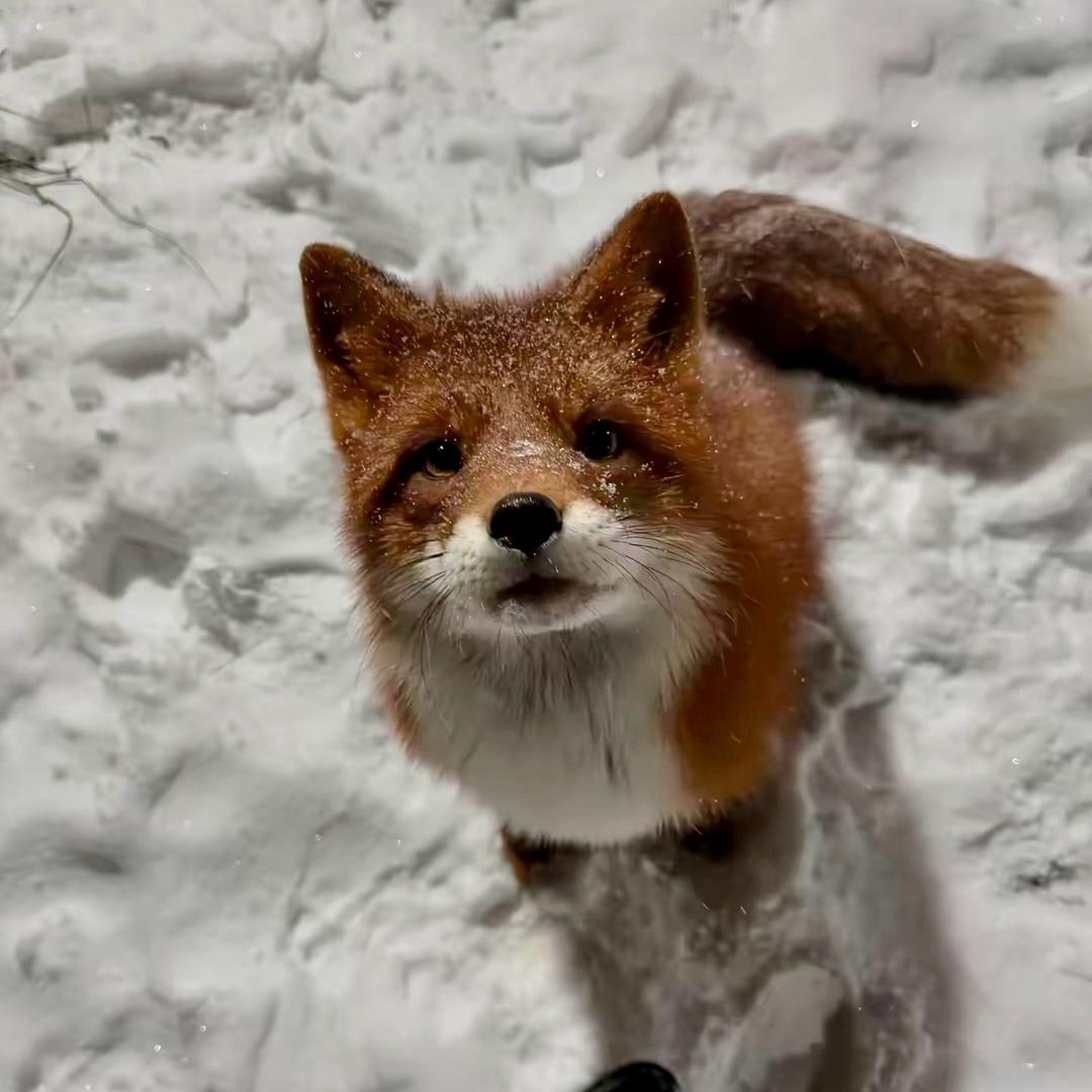 一只小狐狸