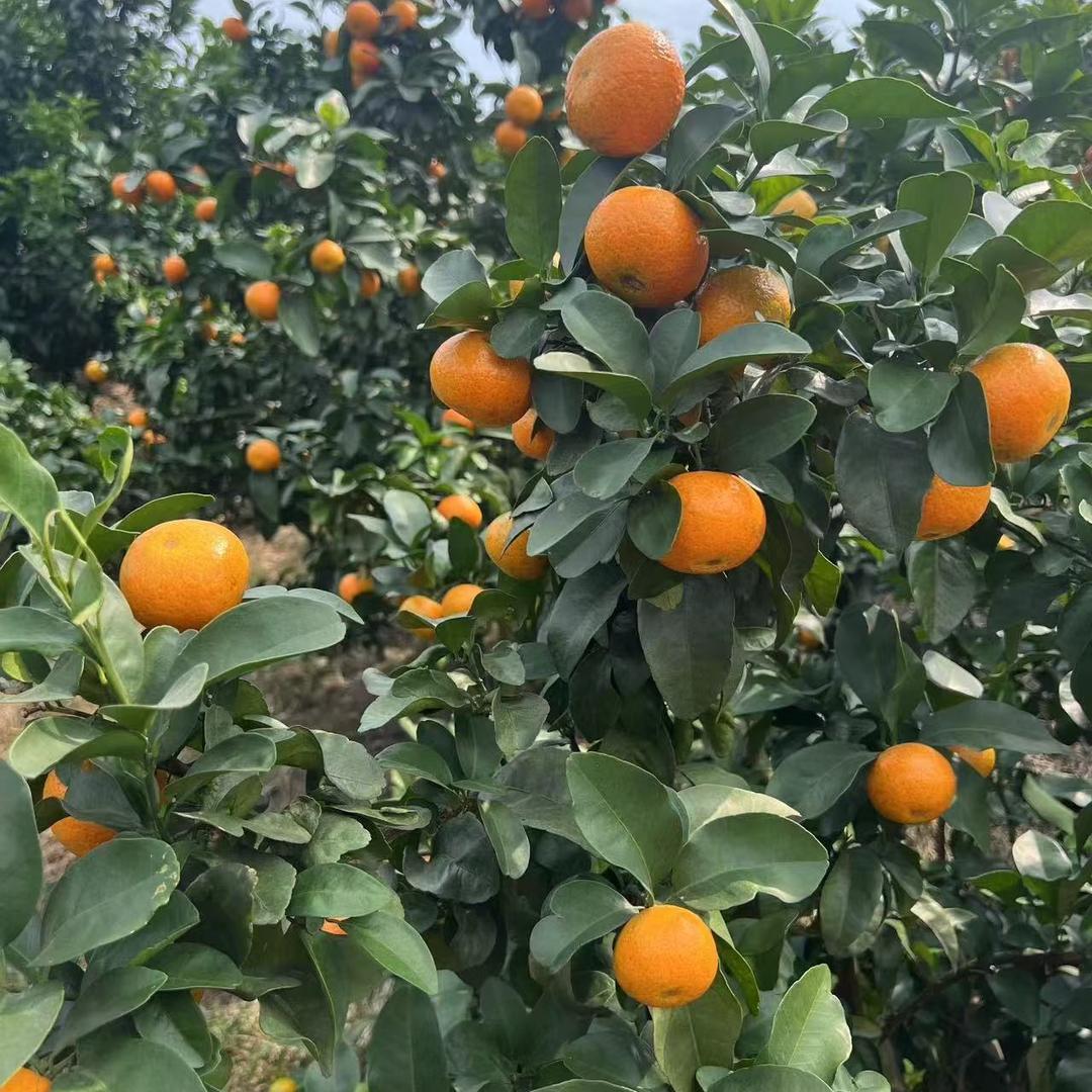 曼花卿凌花果树苗木专卖店广西橘柚橙果苗