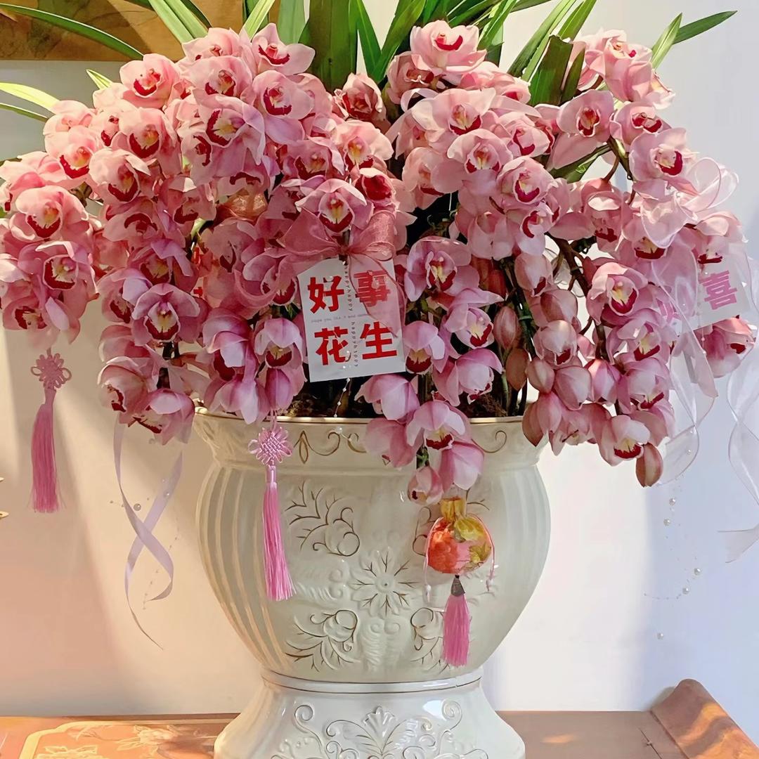 云南大花惠兰基地批发