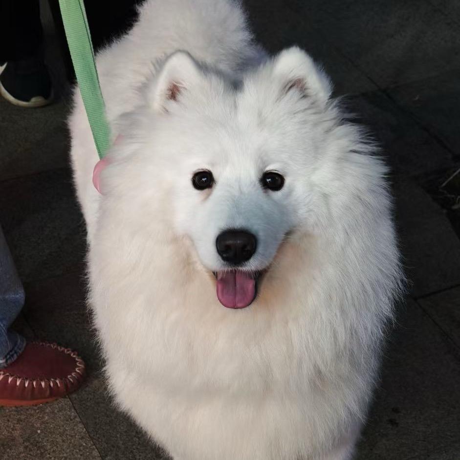 柿梧