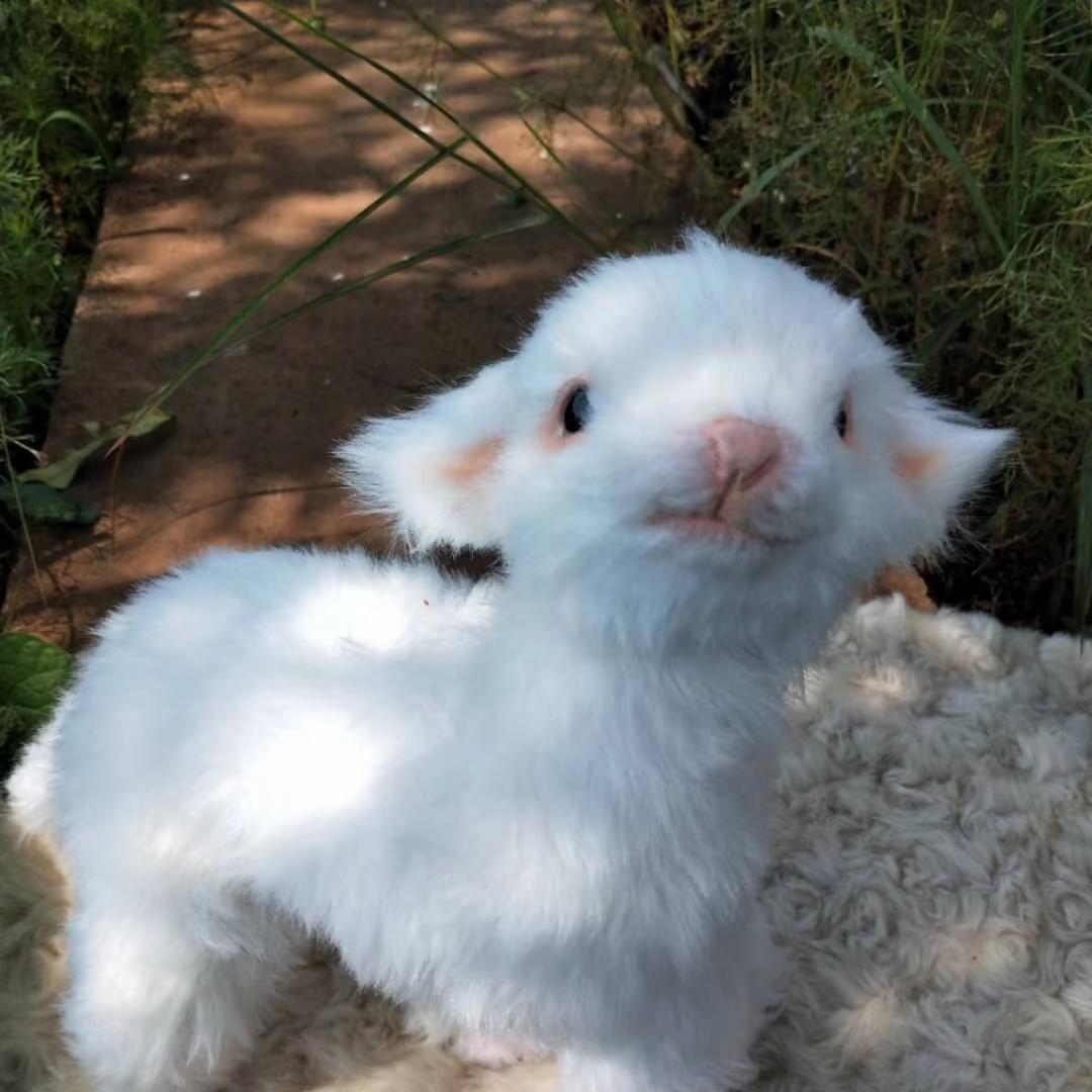 李阿咩🐑