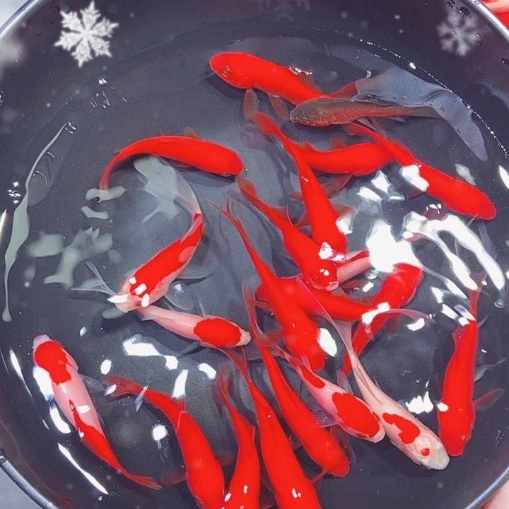 杨鲤水族渔场草金鱼专场