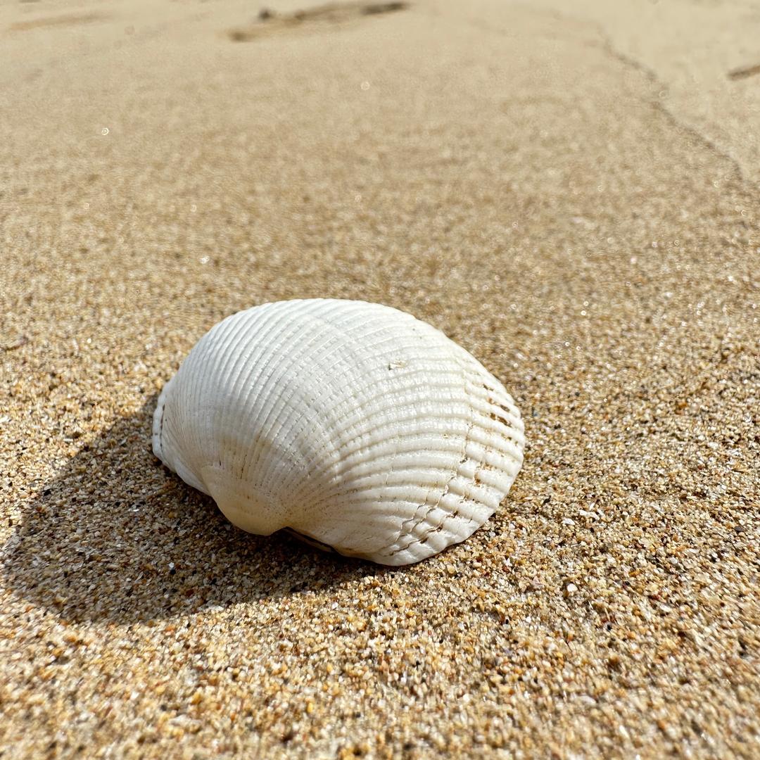小贝壳