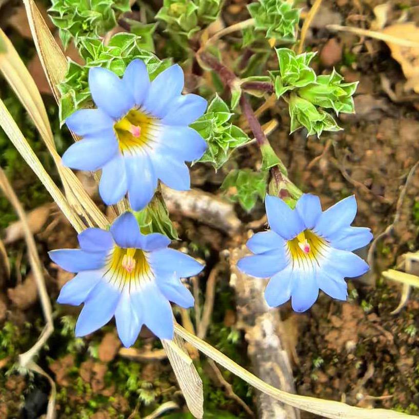 娅菲菲