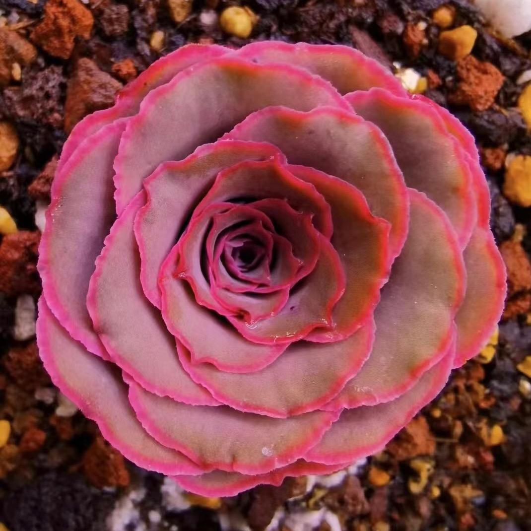 山地玫瑰多肉植物山地玫瑰花卉（花海多肉）