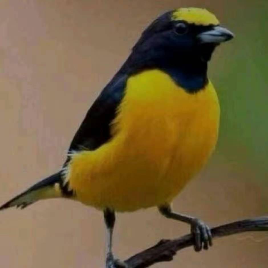 ཕོ་ཉ།