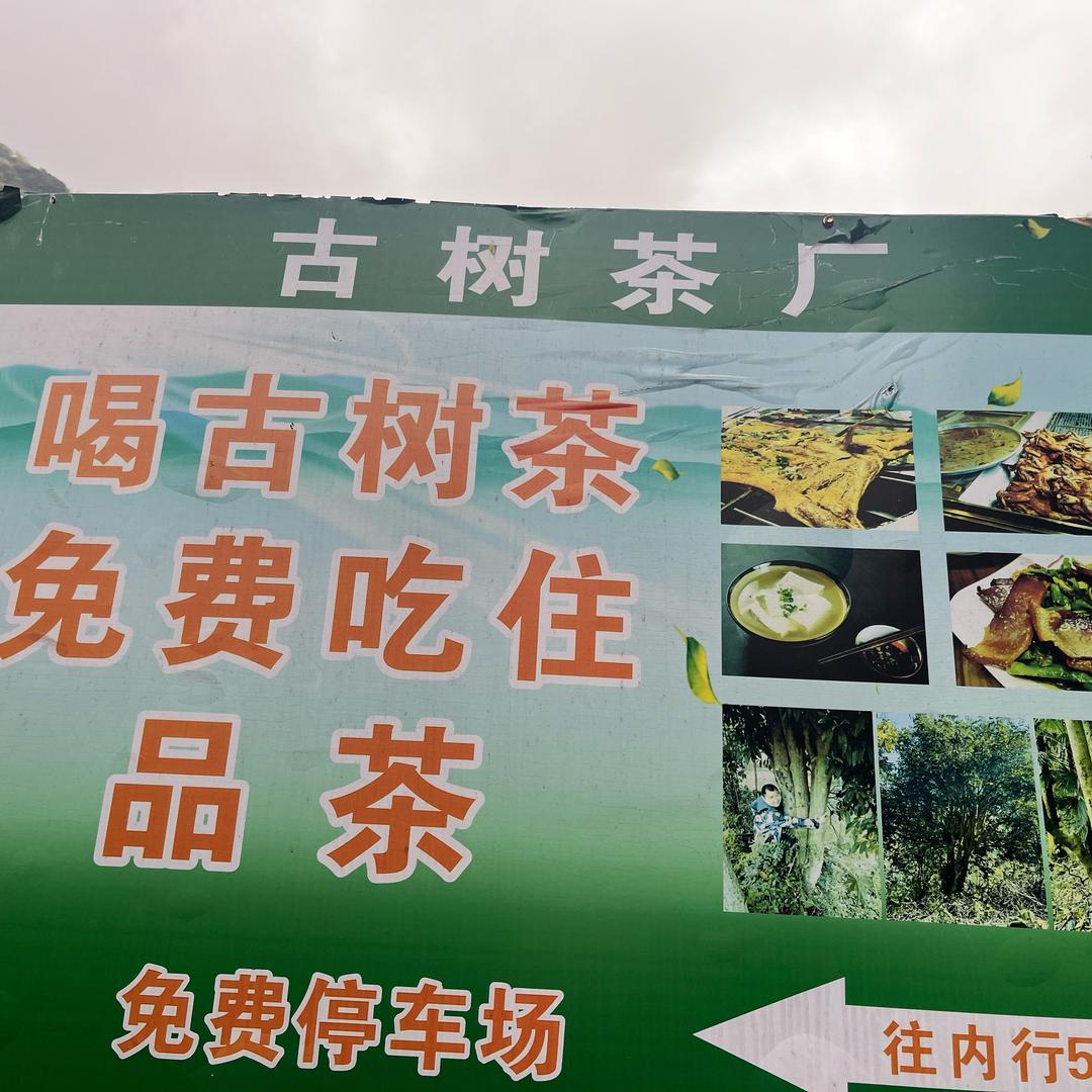 天然古树茶叶