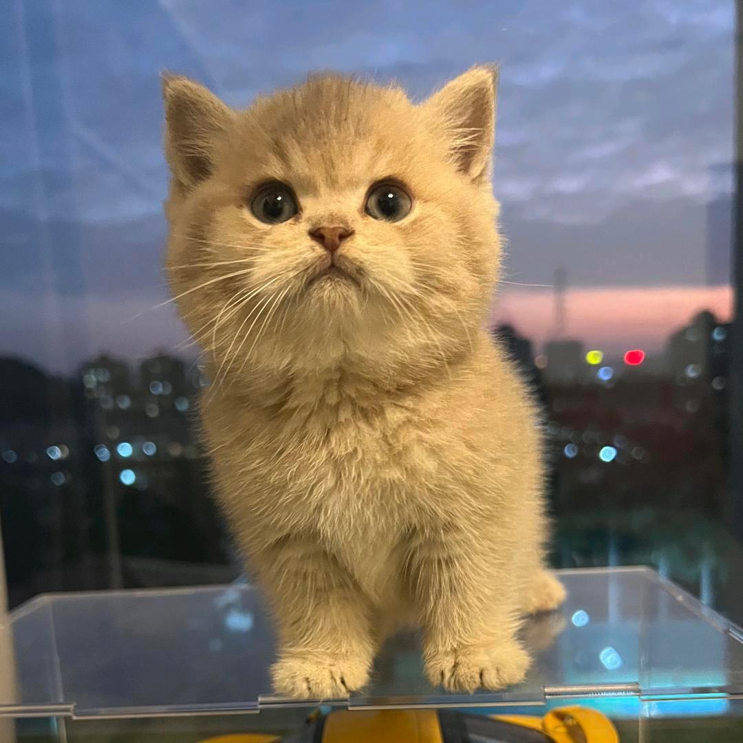 一只奶黄biao