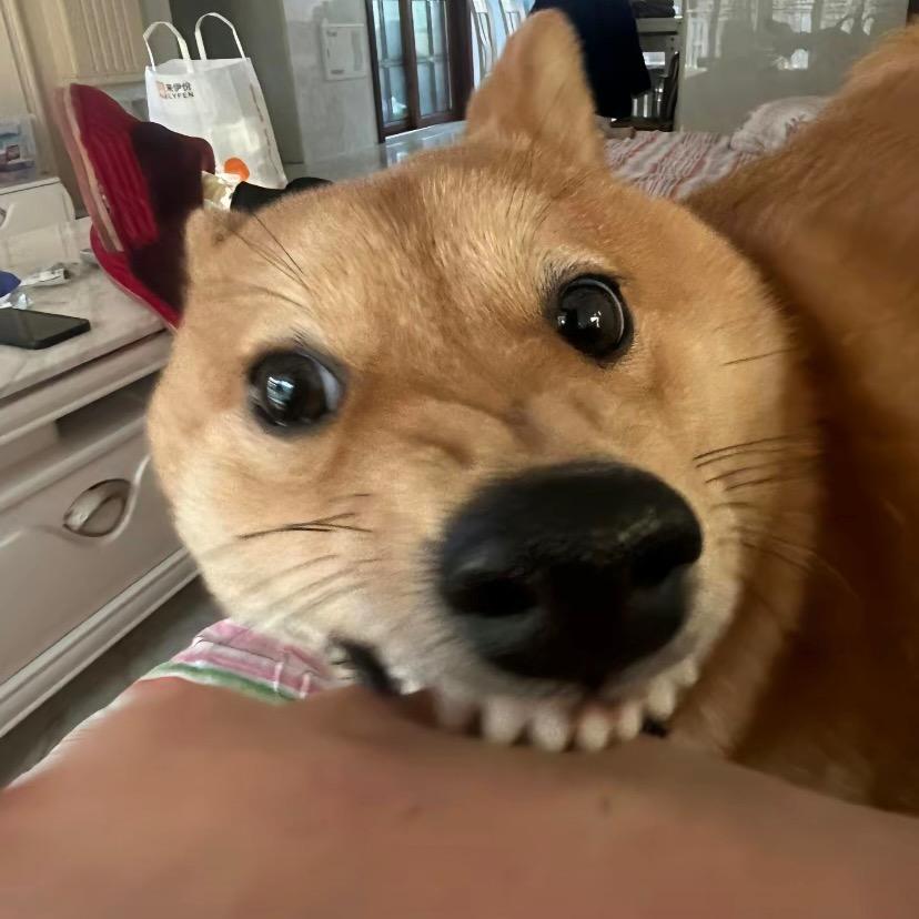 椰子树