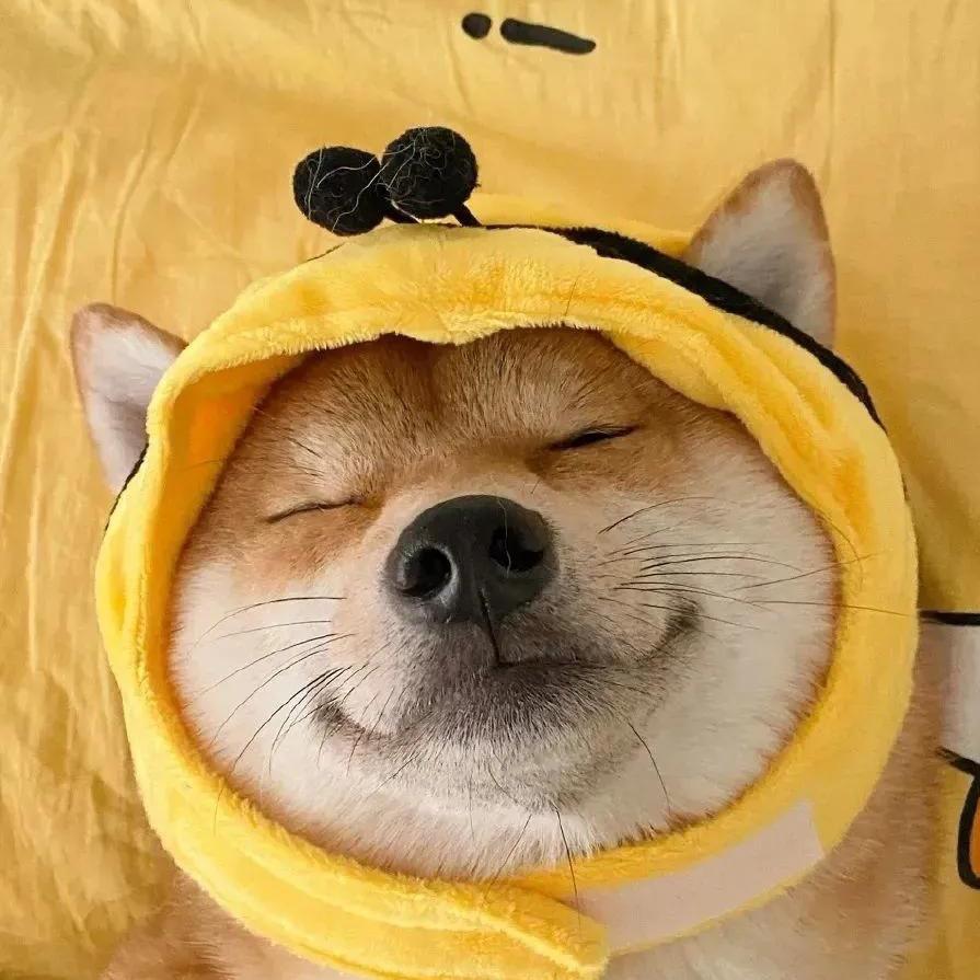 阳光依旧☀️