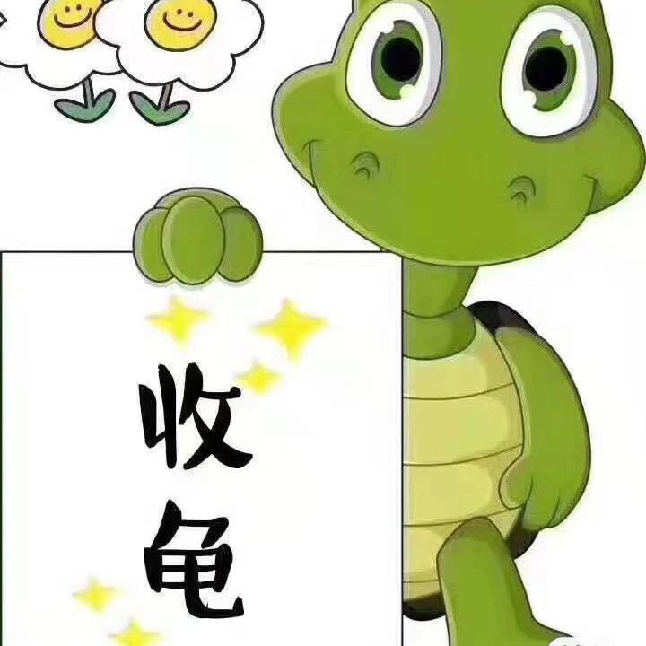 收黄缘安缘禄子高价长期(收退坑)龟