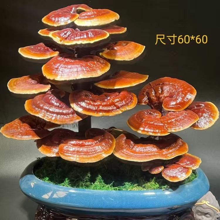 左格林贝绿植专卖店