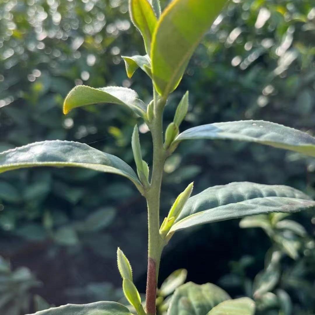 南山茶仙子