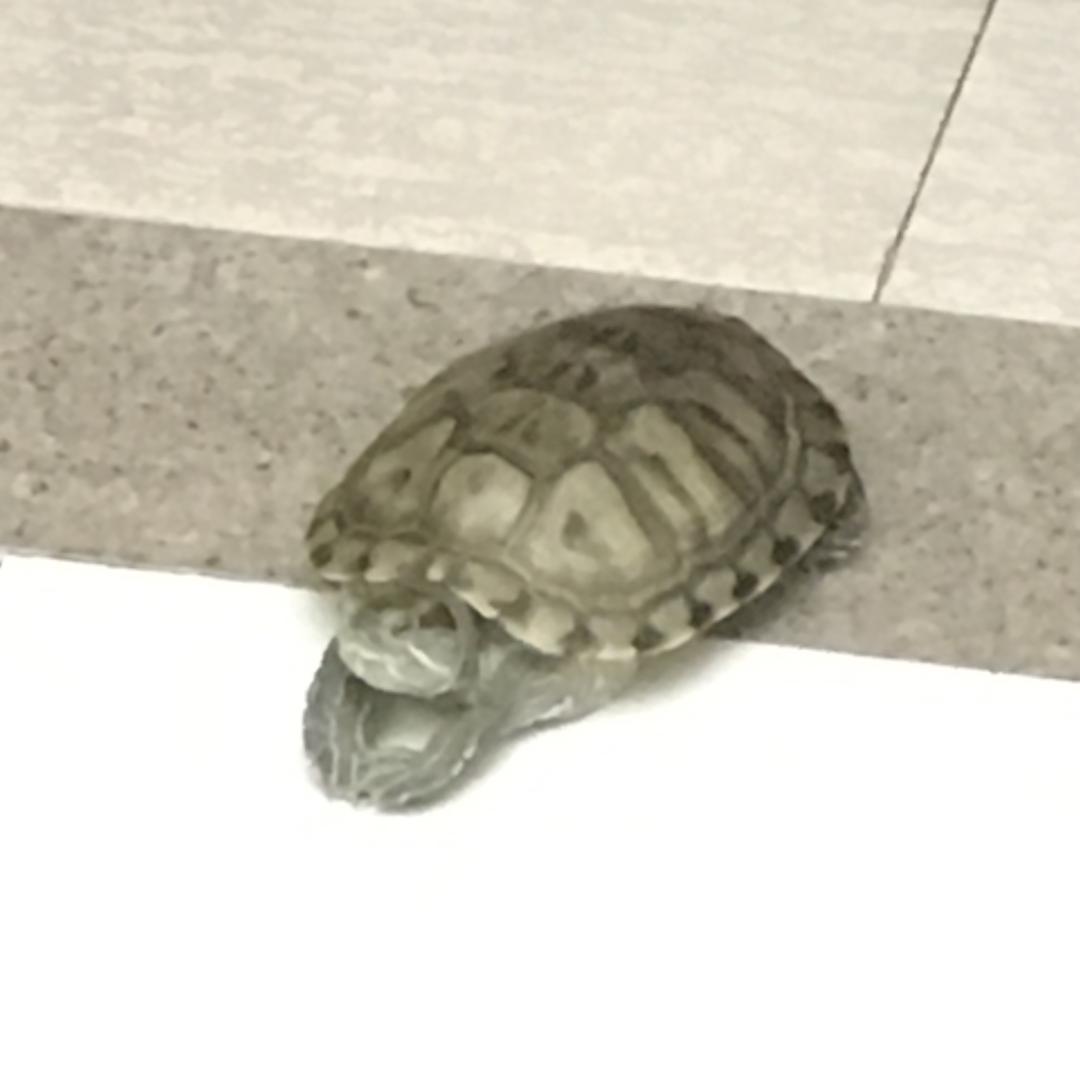 笨笨熊侠