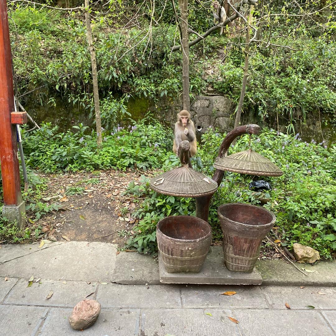 寿州鲍氏（22号华皖专场）