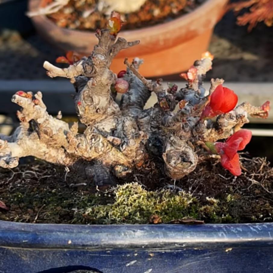 新沂市恒悦微盆栽花木经营部