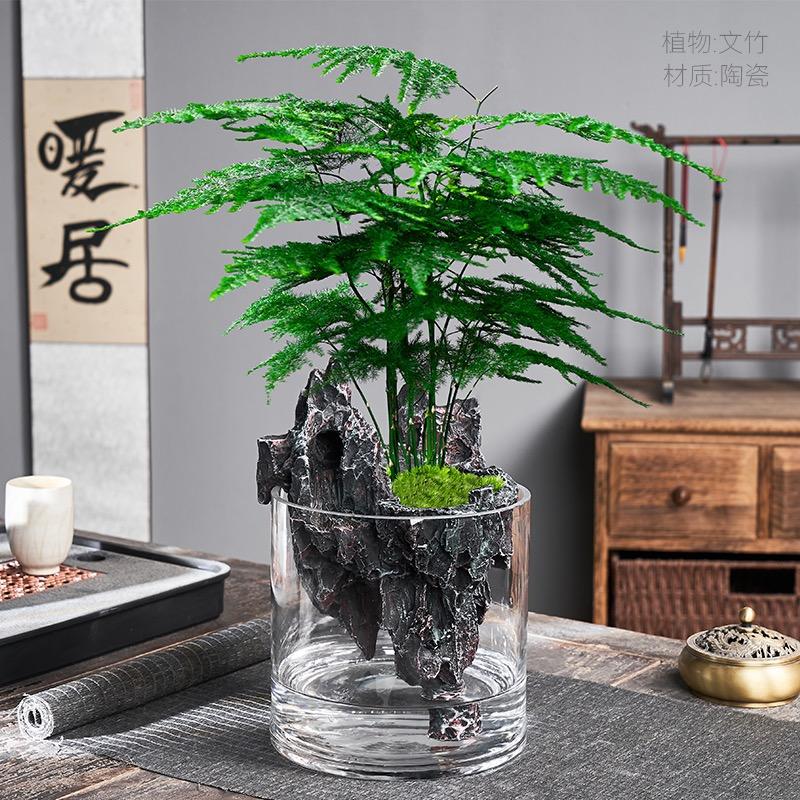知冬文竹绿植基地